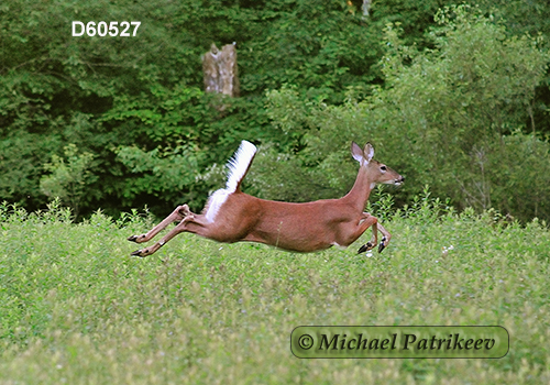White-tailed Deer (Odocoileus virginianus)